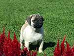 Dora with Flowers 2